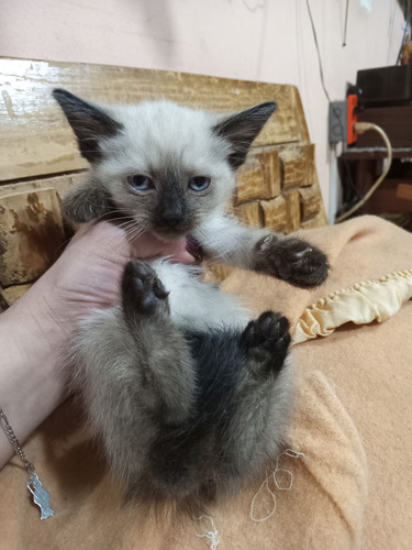 Gatita Siamesa Punto Seal Point Chocolate Punto Foca