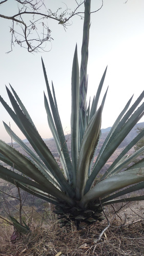 Semilla De Agave Espadin ( Hagustifolia Haw) 1kg.