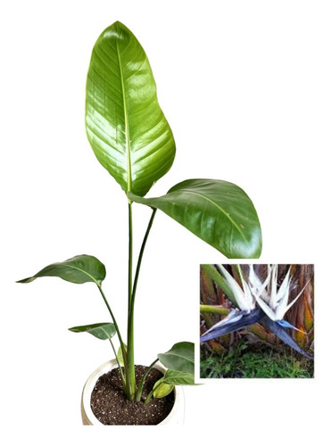 Strelitzia Nicolai (ave Del Paraíso Gigante) 7lts