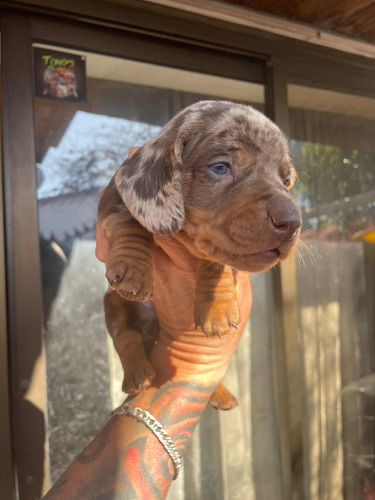 Salchichas Arlequin Hermosos!! Dachshund Exoticos (Usado)