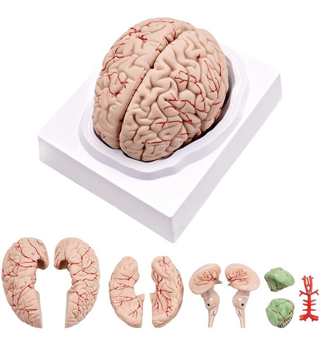 Cerebro Humano, Modelo De Anatomía Del Cerebro Humano De Tam