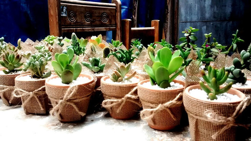 Cactus Y Suculentas Matrimonios Bautizos Baby Shower Misas
