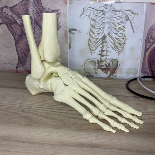 Huesos Del Pie - Anatomia 3d