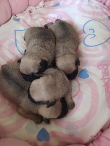 Imagen 1 de 2 de Camadas De Cachorros Pug Carlino 100% Vacunados Y Desparasit