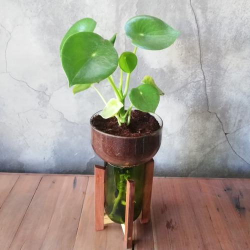 Imagen 4 de 10 de Plantas Interior Cuchara Little Plant 27 Con Soporte