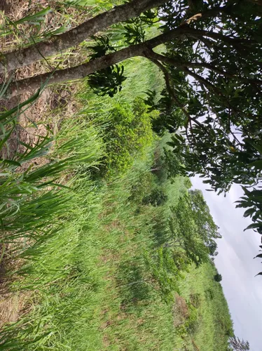 Lote En Villeta Cundinamarca