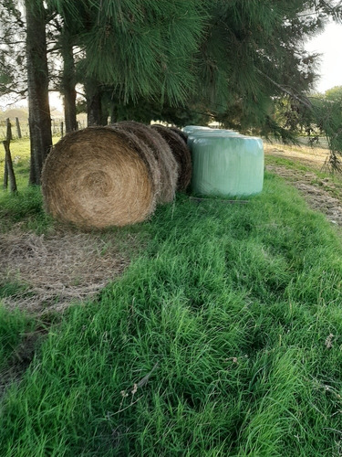 Imagen 11 de 12 de Fardos De Alfalfa Pura 100%