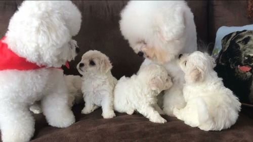 Cachorros Bichon Frise Padres Pedigre Mascota Unicos De Casa