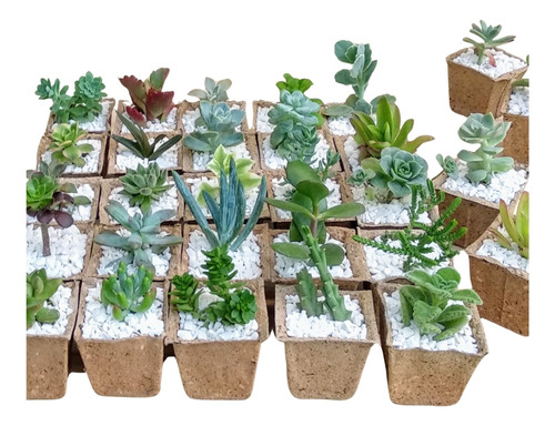Tunas Souvenirs Cactus En Maceta Bio Regalo Empresarial 