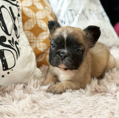 Bella Bulldog Frances Hembrita Fluffy Pelo Largo Con Papeles Fawn