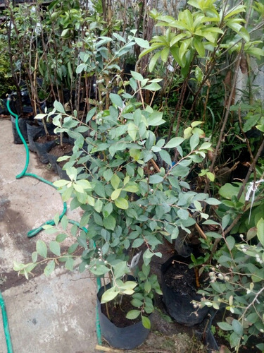 Blueberry ( Arbol ) 1 M Var Biloxy Highbush Deliciosos