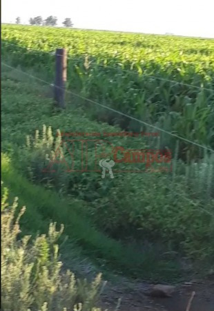 Imagen 5 de 7 de Venta, Campo Mixto De 158 Has En F. Ameghino, Prov. De Buenos Aires.