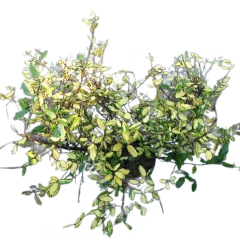 comprar Eleagno Eleagnus Pungens 'maculata Aurea' 10lts