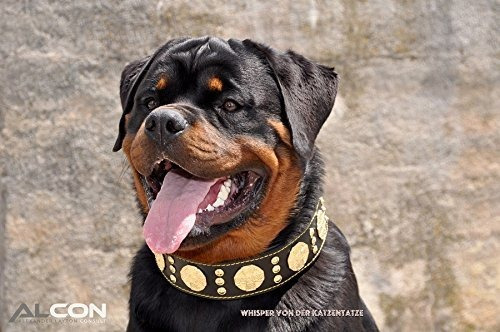 Imagen 7 de 8 de Máximo Bestia Cuero Auténtico Collar De Perro, Razas Grandes