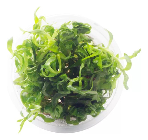 Planta Aquaplante Heteranthera Zosterifolia