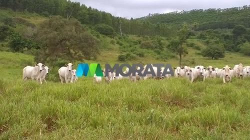 Imagem 5 de 5 de Fazenda - Zona Rural - Ref: 3514 - V-mta3514