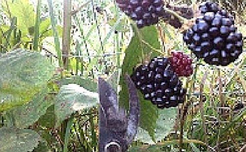 Imagen 2 de 6 de Plantas De Frambuesa Oscura No Pague Envio Antes