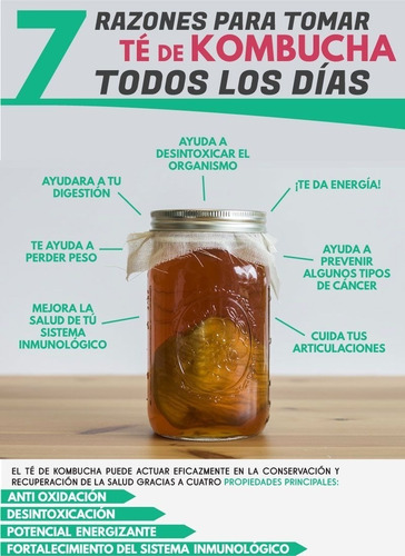 Imagen 3 de 5 de Hongo Scoby Para Preparar Kombucha