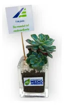 Comprar Souvenirs Suculentas Mac\u002Fvidrio Plantitas Evento Empresarial