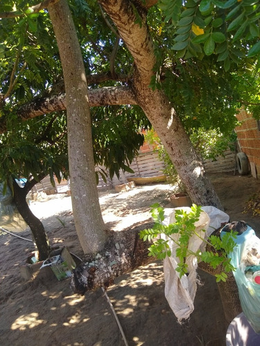 Uma Chácara Com Três Quartos Um Banheiro Sala Cozinha