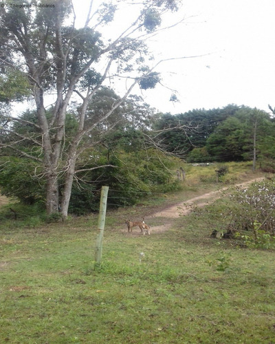 Imagem 16 de 18 de Sitio À Venda No Monjolada - Guiapiara/sp - St00246 - 68125721