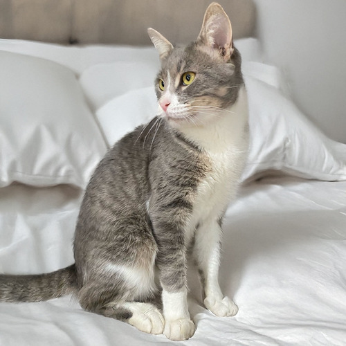 Gato Gris En Adopcion Responsable Gris