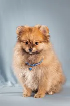 Comprar Rocco, Lulu De Pomerania Macho: Compañero De Raza, Pedigree! Naranja
