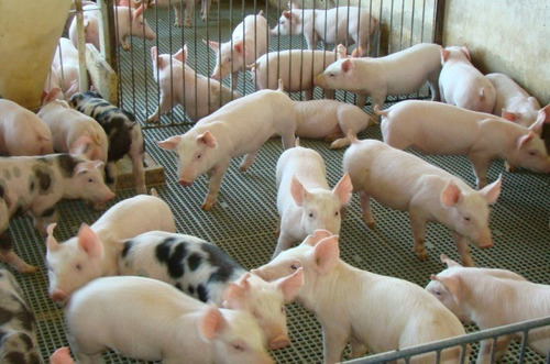 Núcleo Premix P/ Suinos 10 Kg Faz 2,5 Ton Ração P/ Porco