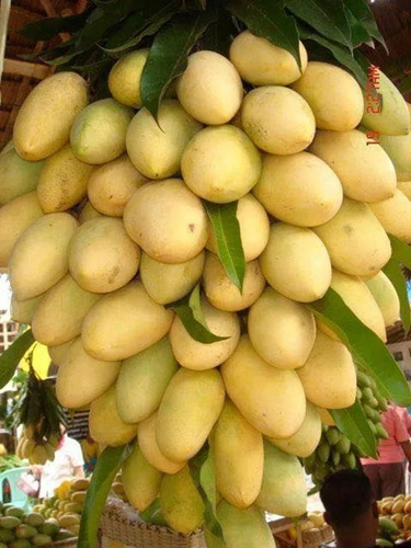 Mango Carabao No Semilla Arbolitofrutal Injertado Calidad