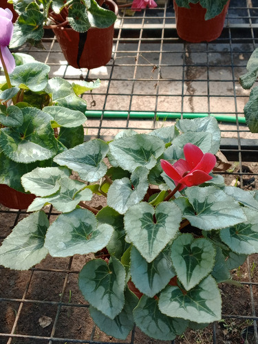 Violeta Alpina Cyclamen Persicum Excelentes! Blanco, Rosa, Lila,rojo
