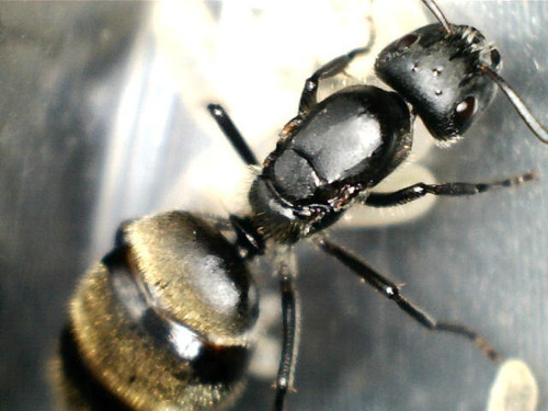 Imagen 1 de 4 de Hormiga Reina Fecundada Con Hormiguero. No Colonia 