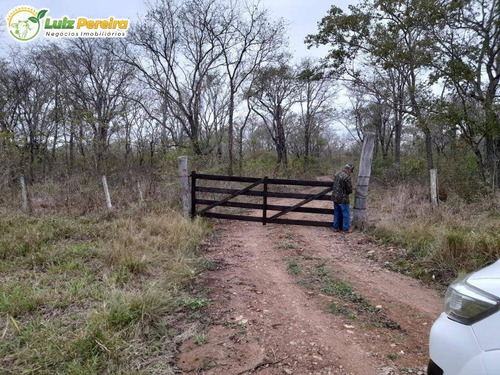 Imagem 7 de 12 de Fazenda À Venda Em Nioaque - Ms - 126 Hectares - (dupla Aptidão) - 2131