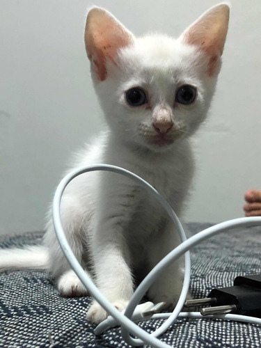 Gatinhos Para Adoção