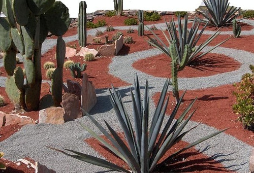 Paquete Jardin De Cactus, Jardin Mexicano, Pitaya De Mayo, Nopal Tunero Y Agaves + Semillas Regalo Envio Gratis