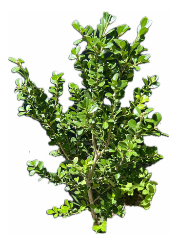 Oleo Texano Verde