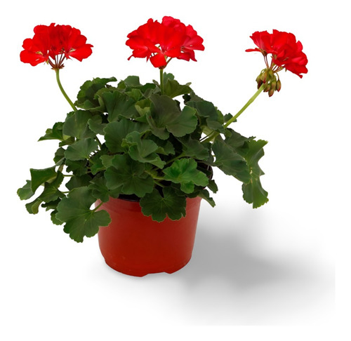 Planta Gitanillas Hojas Blancas