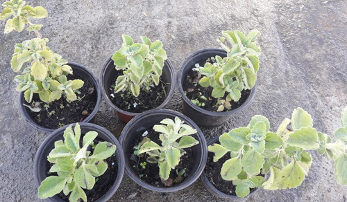 3 Macetas De 6 PuLG Con Vaporub Planta Alivia Medicinal