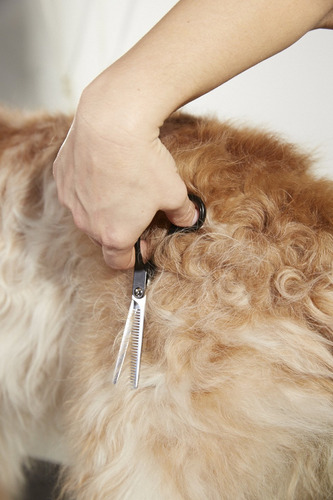 Tesoura Reta Andis Professional Para Cuidar De Cães E Gatos