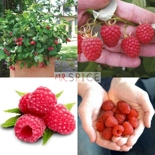 Sementes De Framboesa Rubus Idaeus Ideal Para Vasos E Horta