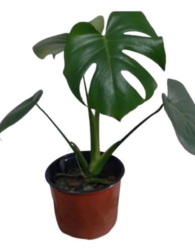 Planta Monstera Deliciosa - Costilla De Adan