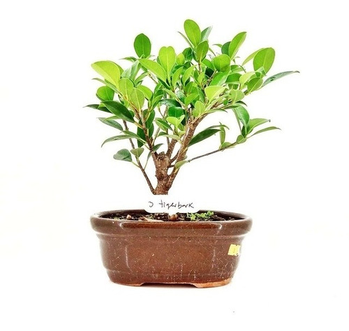 Bonsai  Planta Ficus Tigerbark 10 Años En Maceta Cerámica N3