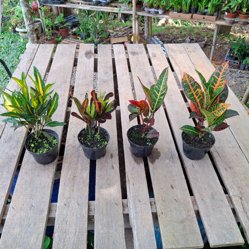 Kit Com 4 Crotons Sendo, 1 Gold 1 Gingua 1 Excelent 1 Petra