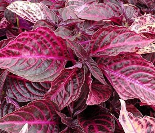 Imagen 2 de 5 de Iresine Herbstii, Hoja De Sangre, Arbusto