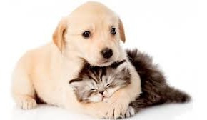 Imagen 4 de 4 de Cremacion De Mascotas