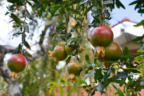 Arbol Frutal De Granada Granado Punica Granatum Tendral