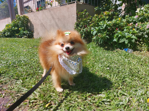 Lulu Pomerania Naranja