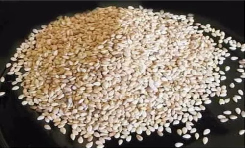 Pacote Com 2500 Sementes De Gergelim Branco Para Plantio