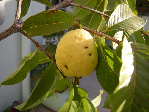 Árbol De Guayaba Amarilla ( Planta ) 1.20 Cm Grueso Tronco
