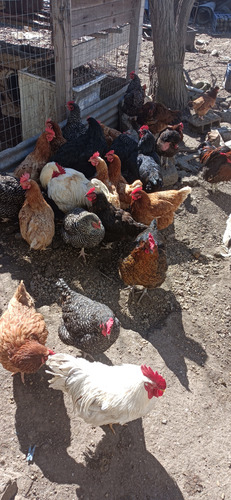 Palomas Blancas, Gallinas Y Gallos De Campo/excelente Estado