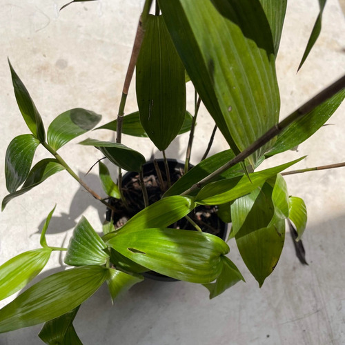 Kit Orquídea Sobralia + Stanhopea Tigrina Muda Adulta
